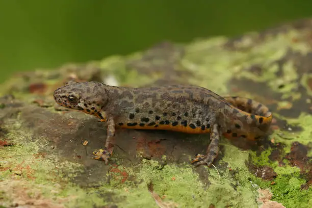 Closeup on a a terrestrai ladult of the Greek Alpine salamander, Ichthyosaura alpestris veluchiensis sitting on wood