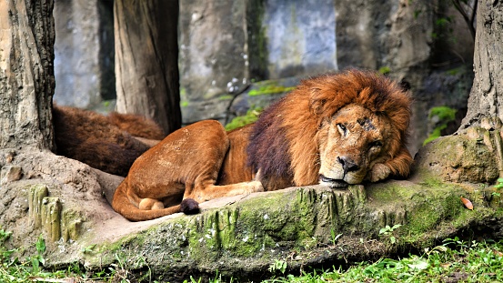 A majestic male lion laying to rest in a forest