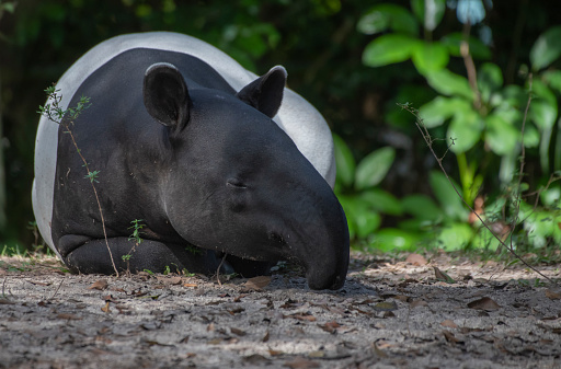 A closeup of a beautiful Malayan tapir in a forest