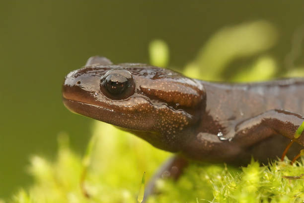 istock Closeup on the brown colored Northwestern mole salamander , Ambystoma gracile 1436681696