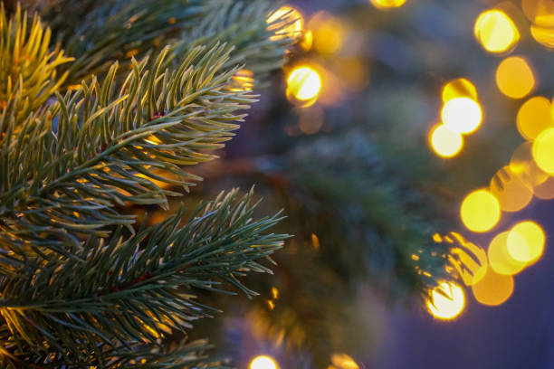 istock Close up shot of Christmas Tree lea with blurry background 1436681703