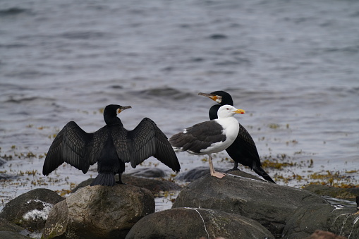 A view of a great black-backed gull and great cormorant birds sitting on wet rocks in the water
