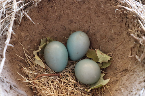 A closeup shot of three robin's blue eggs in a nest