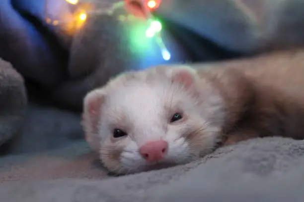 Cute sleeping ferret with Christmas lights