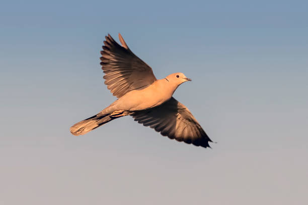 A Eurasian collared dove flying in the sunset sky