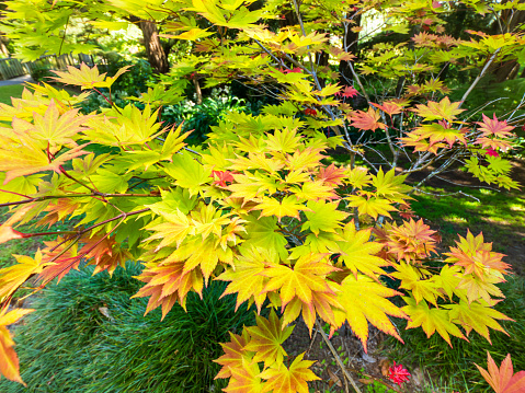 View of Korean Maple Acer Pseudosieboldianum yellow leaves