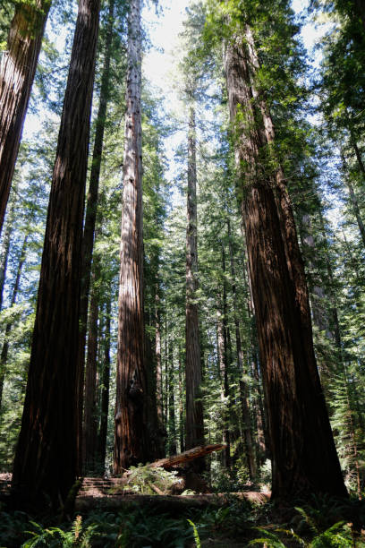 istock Vertical low angle shot of the trees in the beautiful forest 1436682221