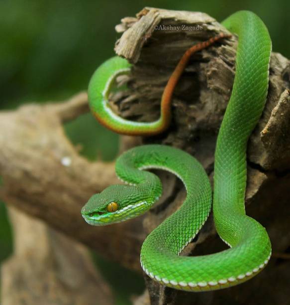 istock Close-up shot of a white-lipped pit viper hanging on a tree trunk 1436682390