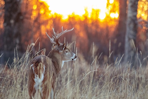 White-tailed deer, Odocoileus virginianus, also known as the whitetail or Virginia deer.