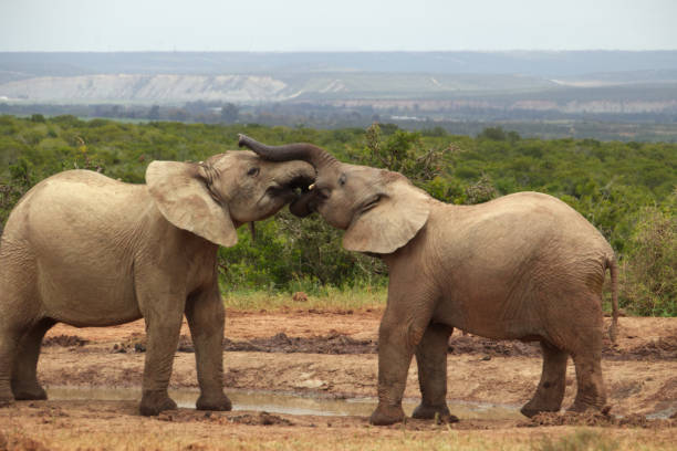 istock Wildlife  Elephants in South Africa 1436682710