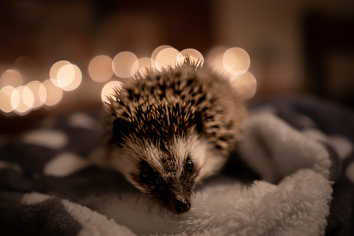 A close-up shot of a cute hedgehog with a blurred background of Christmas lights