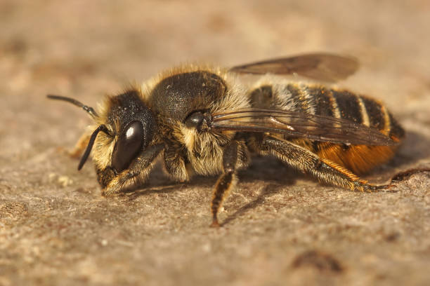 istock Closeup on a 2nd generation female Patchwork leafcutter bee, Megachile centuncularis 1436682722