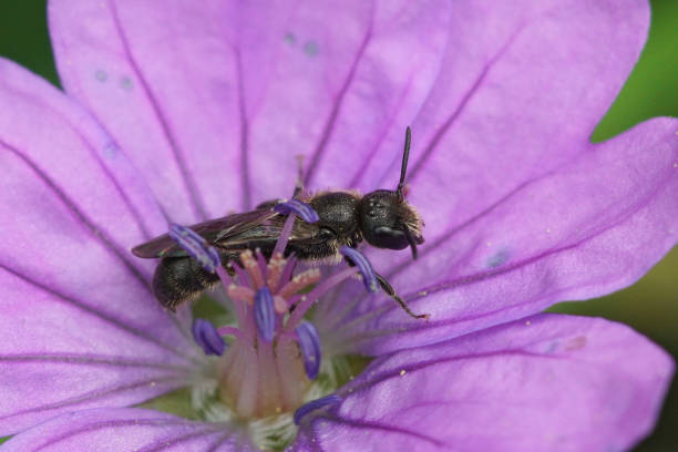 istock Closeup on a small dark, harebell carpenter-bee , Chelostoma campanulorum 1436682837