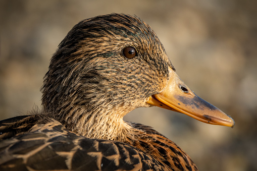 Duck is the common name for numerous species of waterfowl in the family Anatidae.