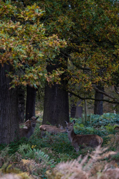 istock Vertical shot of the deer  in Richmond park 1436683046