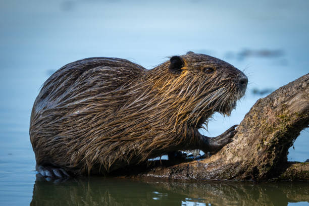 Nutria The nutria, also known as the coypu, is a large, herbivorous, semiaquatic rodent. ondatra zibethicus stock pictures, royalty-free photos & images