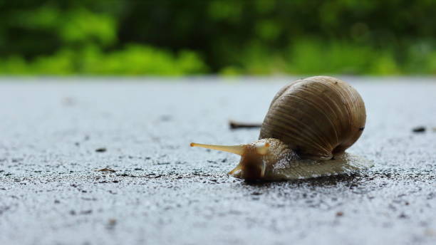 istock Lonely snail on the ground on a rainy day 1436683158