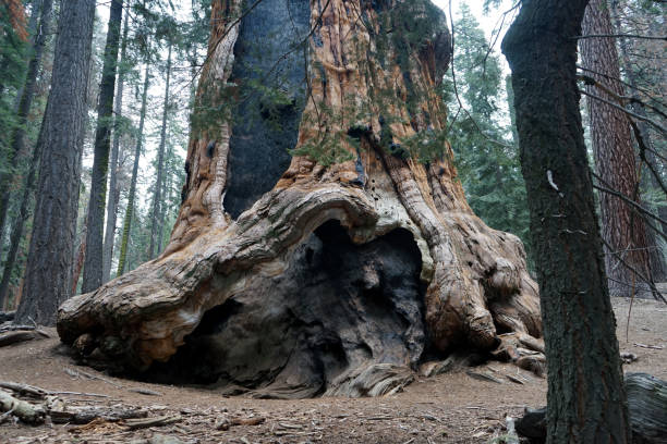 istock Huge tree trunk in Sequoia National Park, California, USA. 1436683191
