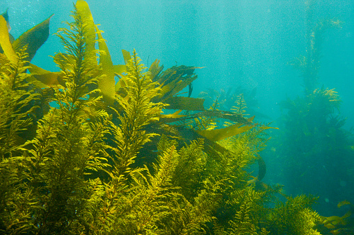 Underwater environment beneath the ocean surface with seaweed and kelp beds.