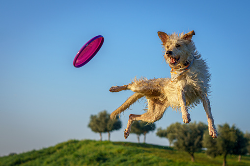 A cute dog jumping and catching a plate in the air