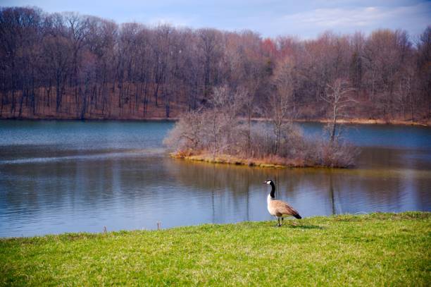 istock Canada goose by the lake surrounded by trees 1436684038