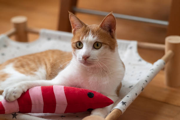 istock cat holding a stuffed toy 1436684284