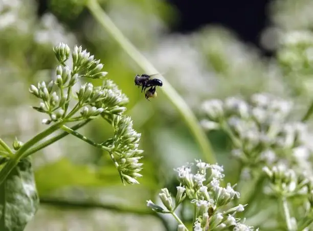 A native sugarbag bee flying over a white pignut flower