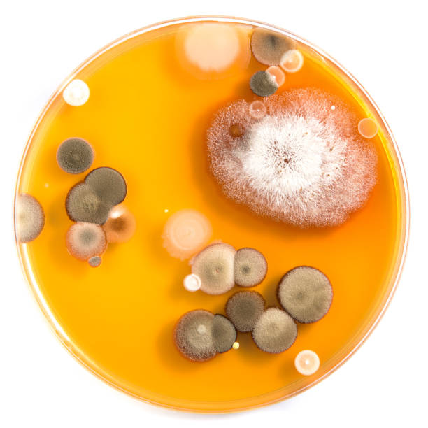 자발적인 곰팡이와 박테리아가있는 한천 배지를 함유 한 페트리 접시. 흰색 배경에 주황색 - bacterium petri dish microbiology cell 뉴스 사진 이미지