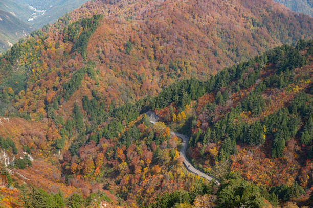 autumn leaves and road