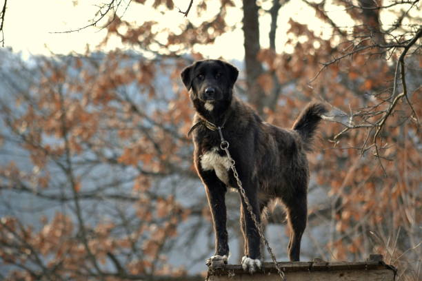 A Majorca Shepherd dog with a leash in an autumn park