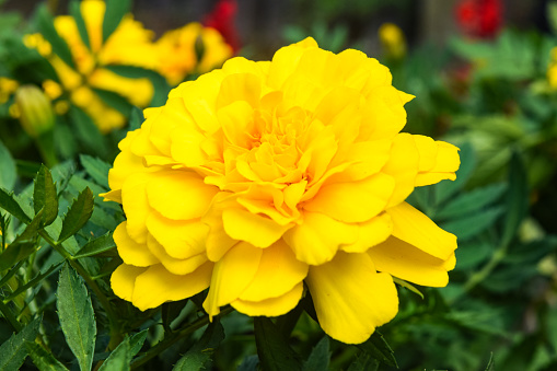 A macro shot of a yellow carnation (Dianthus caryophyllus) blooming in the garden