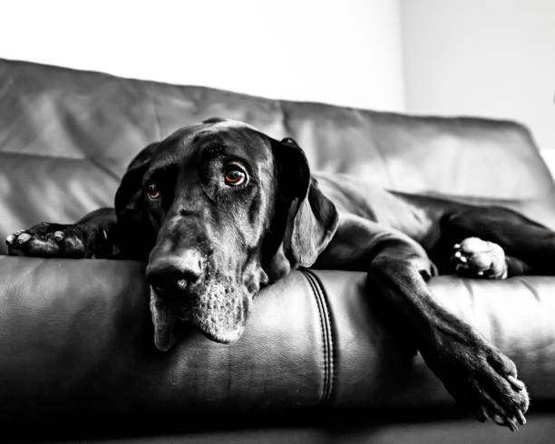 istock Great Dane lies on his favorite couch 1436684630