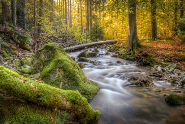 istock Beautiful view of a running river in the forest 1436684850
