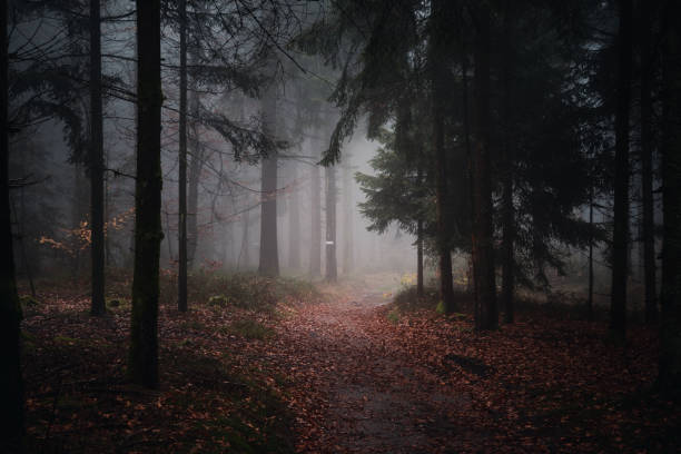 istock Misty evening in the Bavarian Forest. Germany 1436685014