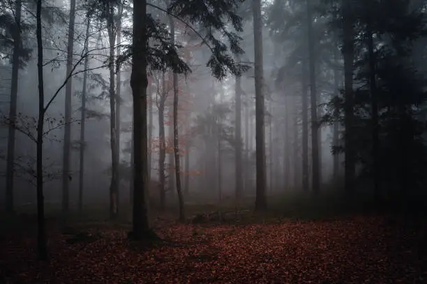 The Beautiful misty autumn in the evening. Bavaria, Germany