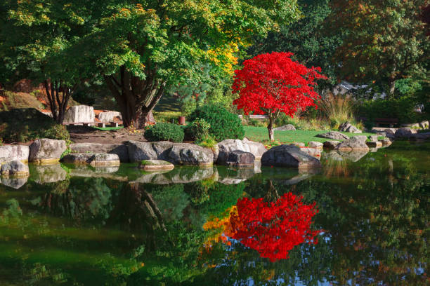 水に映る赤い木 - nature environmental conservation red japanese maple ストックフォトと画像