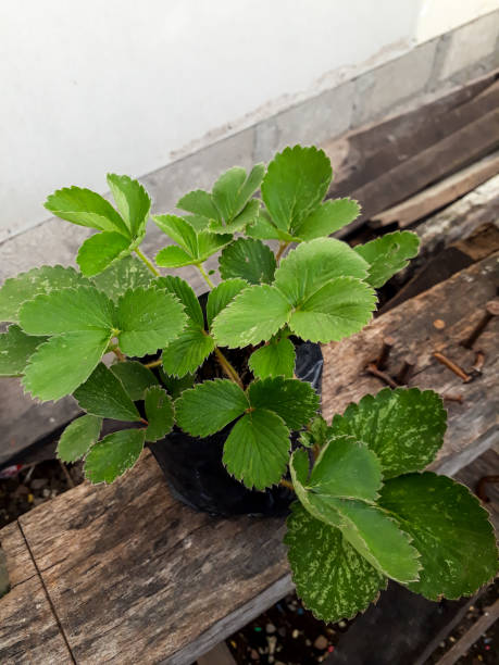 istock Photo Beach strawberry Plant 1436686058