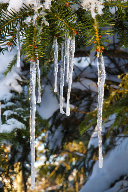 Icy needels on branch Ice hanging from needles of coniferous tree during winter needels stock pictures, royalty-free photos & images