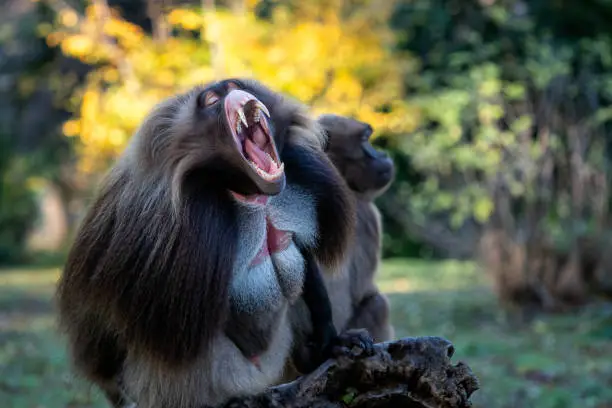 Alpha male of Gelada Baboon - Theropithecus gelada, beautiful ground primate. Monkey shows big teeth.