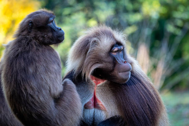 istock Family of gelada baboons (Theropithecus gelada) 1436687433