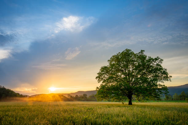 istock Tree in a meadow in Great Smoky Mountains National Park during sunset 1436687816