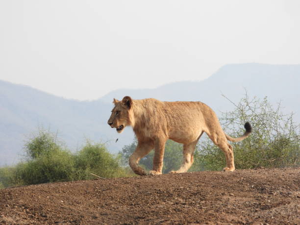 istock Lion walk over the ridge with mountain in the background 1436687876