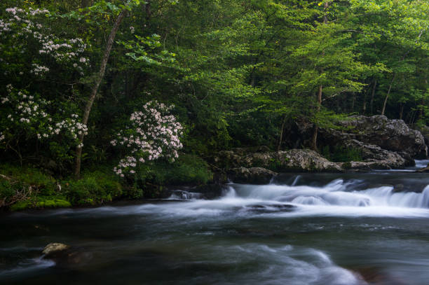 rzeka w parku narodowym wielkich zadymionych gór - great smoky mountains great smoky mountains national park forest appalachian mountains zdjęcia i obrazy z banku zdjęć