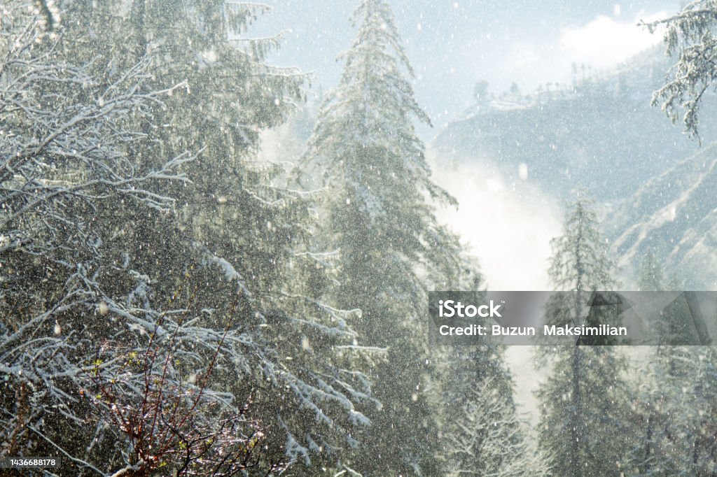 Snow fell in subtropical Himalayan valley for first time in decade Snow fell in subtropical Himalayan valley for first time in decade, snow-covered mountain slopes. Snow falls and immediately melts, flows down from trees Beauty In Nature Stock Photo
