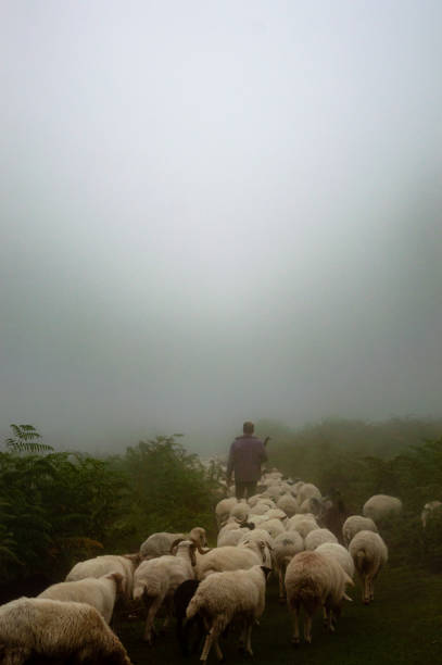 羊飼いは、アサレムからハルハルへの道路の森の霧の日に羊を連れて草を食べます - herdwick sheep ストックフォトと画像