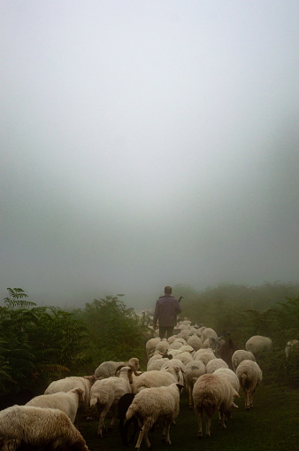 Shepherd taking his sheeps to eat grass in a foggy day in Asalem to Khalkhal road forests. Iran - Ardabil