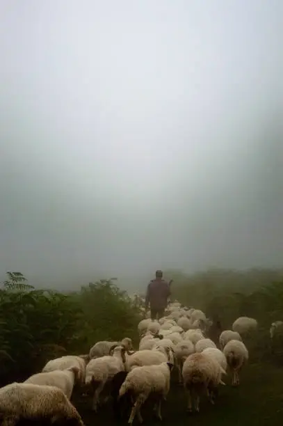 Photo of Shepherd taking his sheeps to eat grass in a foggy day in Asalem to Khalkhal road forests