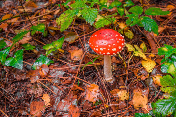 istock amanita muscaria fly agaric 1436689797