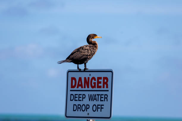 istock Closeup of a Double-crested cormorant perched on a 
