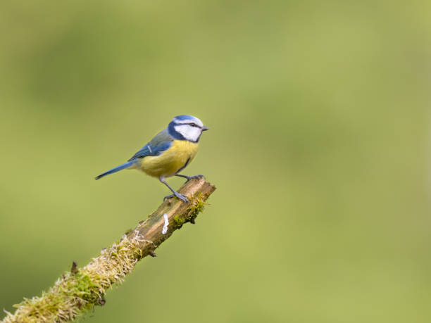 istock Shallow focus of blue tit bird standing on a tree branch in a blurry background 1436690037